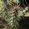 Opuntia_fulgida